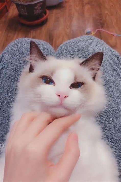 Ragdoll cats and kittens of chiffondolls ragdoll cattery a ragdoll breeder located in canada. Where To Find Free Ragdoll Kittens？ in 2020 | Ragdoll ...