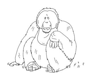 The orangutan coloring pages also available in pdf file that you can download for free. Bornean Orangutan Coloring Page by Mama Draw It | TpT