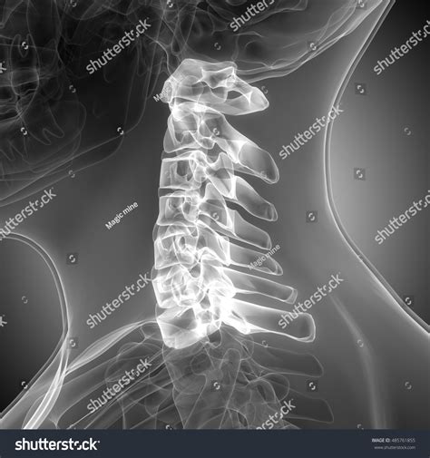 Spinal Cord Anatomy Cervical Vertebrae 3d Stock Photo 485761855