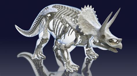 3d Triceratops Skeleton Standing Pose Model Turbosquid 1506478