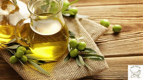 Can Dogs Have Olive Oil 2024 Guide Xen Pets