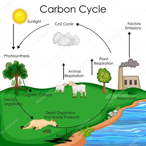 Ciclo Del Carbono Ciclo Del Carbono Ciclo Del Agua Ciclo De Nutrientes