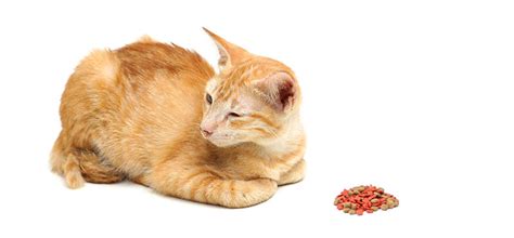 Customized meal plan for your cat based on your cat's age, weight, health status, and body type. Hepatobiliary system disorders in cats