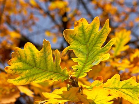 Oak Leaves In Autumn Colors Stock Photo Image Of Park Outdoors 309570