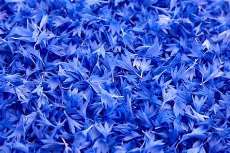 What Is Cornflower Blue Codes Complimentary Colors And Meaning