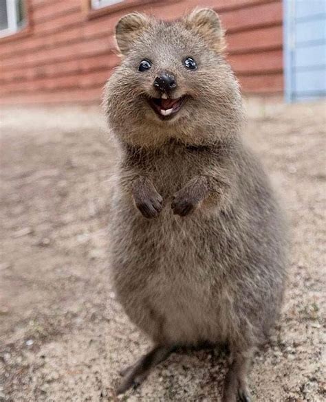 Quokkaはinstagramを利用しています Smile Today ~ Today Is Also A Happy Day