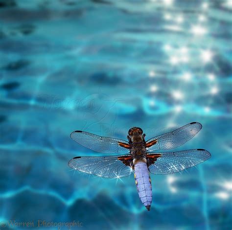 Broad Bodied Chaser Dragonfly Over Glistening Water Photo Wp04011