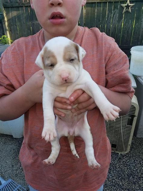 Yes, pit bull puppies are a difficult temptation to resist, but there are some things you must consider before wrapping one of them in your arms and taking him home. American Pit Bull Terrier Puppies For Sale | Missouri Avenue, Dranesville, VA #219879