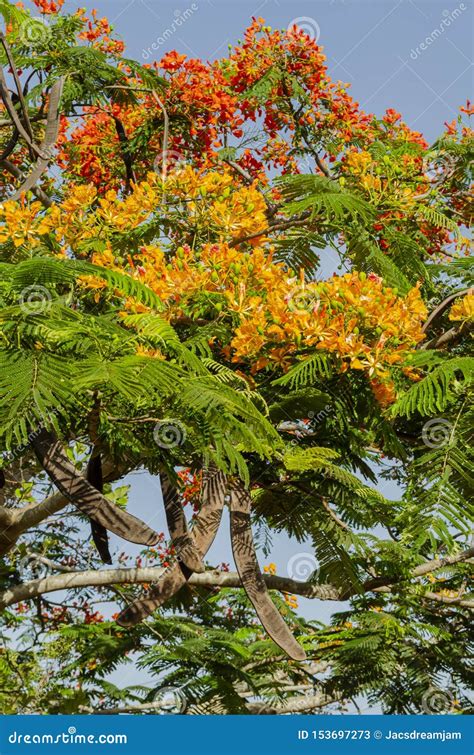 Royal Poinciana Flowers And Seed Pods Stock Image Image Of Fabales