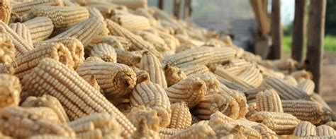 Admarc Open Markets Selling Maize At K160 Per Kg Malawi Nyasa Times