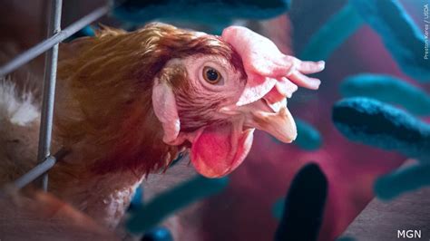 Poultry Sales Exhibits In Minnesota Temporarily Banned Due To Bird Flu