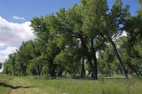 Sustained By The Arkansas River This Grove Of Cottonwood Trees