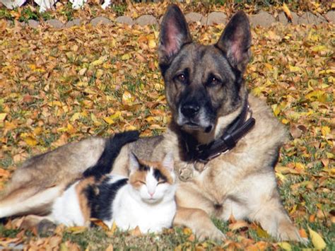 Calico Cat And Her Personal Guard Dog Love Meow