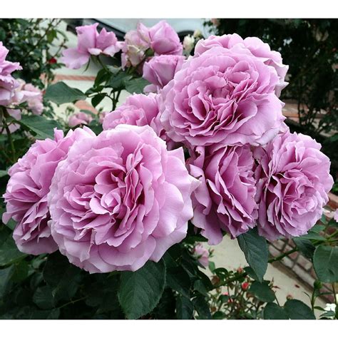 Love Song® Floribunda Rose Bush Bareroot