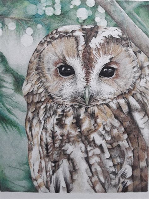 Owl Colored Pencil Drawing All In One Photos