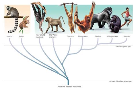 Figure 2216 Hypothesized Relationships Among Extant Primates