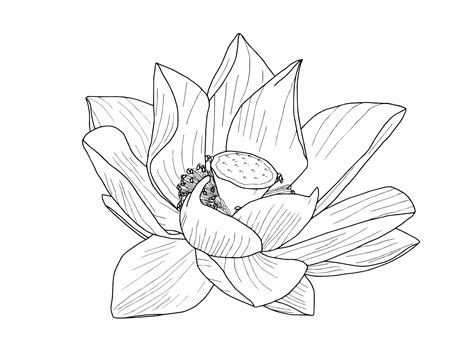 Japanese Lotus Flower Drawing At Getdrawings Free Download