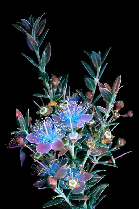 Pictures Capture The Invisible Glow Of Flowers Glowing