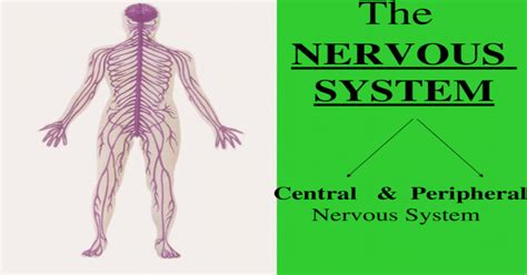 The Nervous System Central And Peripheral Nervous System Ppt Powerpoint