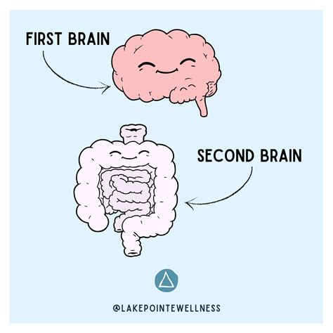 Be Regular Your Second Brain Lake Pointe Wellness Minneapolis Mn