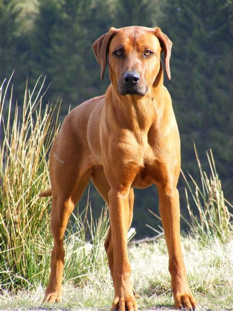 The 25 Best Rhodesian Ridgeback Ideas On Pinterest Rhodesian