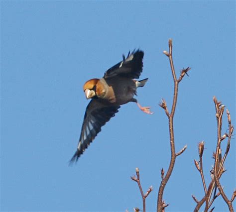 Simon And Karen Spavin More Lincolnshire Hawfinches