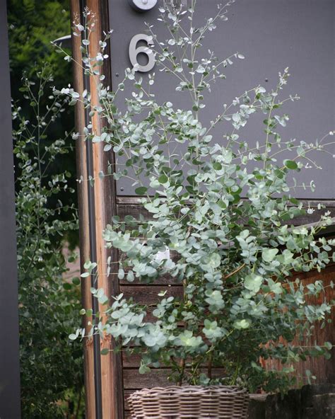Ist natürlich nur eine gaaanz kleine ecke in meinem garten. Mein #Eukalyptus ist seit März zum 2m Riesen ...