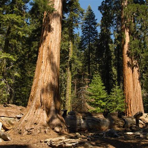Learn more about backcountry camping. Camping at Redwood National Park | Sequoia national park ...