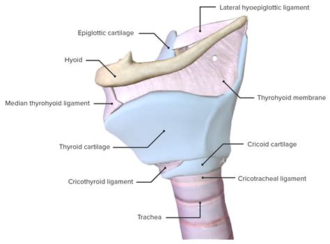 Larynx Anatomy Concise Medical Knowledge