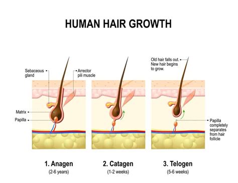 The Different Stages Of Hair Follicular Development