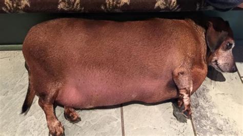Fat Vincent The Dachshund Transformed After Losing More Than Half His