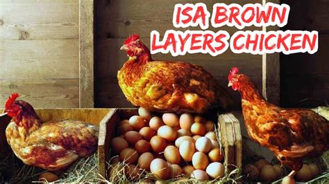 Isa Brown Best Layers Chicken In Nigeria Youtube