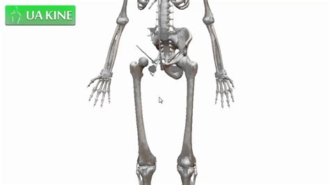 Anatomía Del Fémur Osteologia Youtube