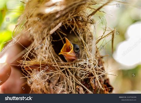 Group Hungry Baby Birds Sitting Their Stock Photo 2147556349 Shutterstock