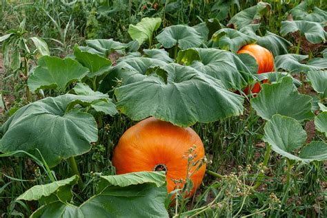 Pumpkin Vegetable Garden Free Photo On Pixabay