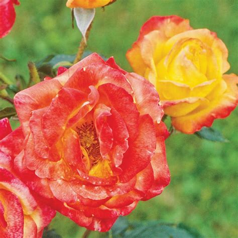 Sunblaze 8 In Sunblaze Rainbow Mini Rose Bush With Yellow Orange And