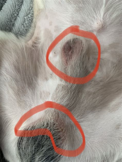He Seems To Have A Rash Or Infection On His Groin Area A Dog Ive