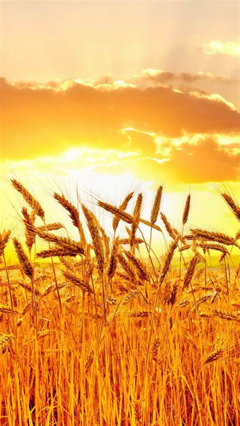 Wheat Field Wallpapers Top Free Wheat Field Backgrounds Wallpaperaccess