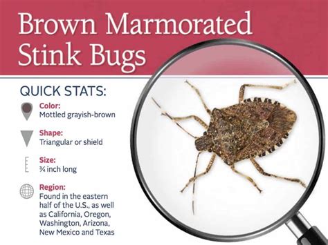 How To Stop Stink Bugs From Coming In Siambookcenter