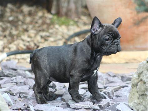 Black French Bulldog Cuteblackfrenchbulldogpuppywallpaper