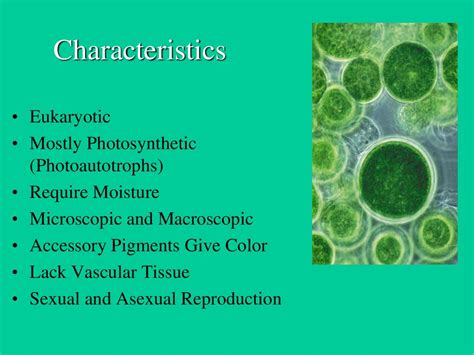 Algae. Characteristics - online presentation