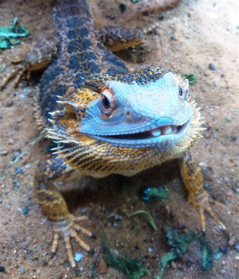 Pin On Bearded Dragon