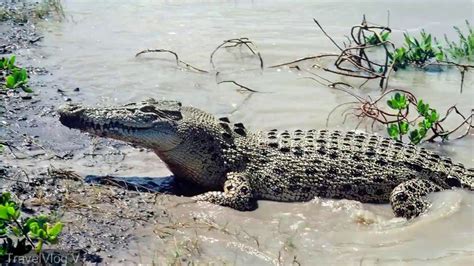 Andaman And Nicobar Island Tour Guide Tourism Giant Crocodile In