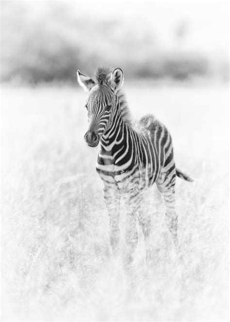 Adorable Baby Zebra Picflick