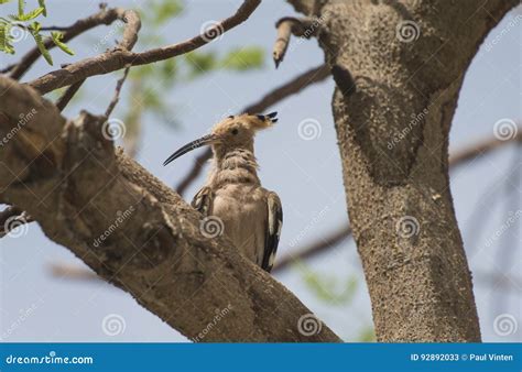 Wild Hoopoe Bird Perched On Branch In Tree Stock Image Image Of Wild