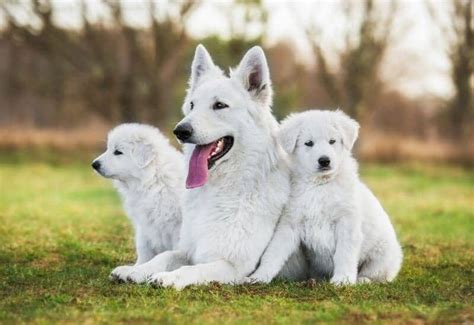 White shepherd puppies out of excellent working and champion dams. The White German Shepherd Dog - German Shepherd Country