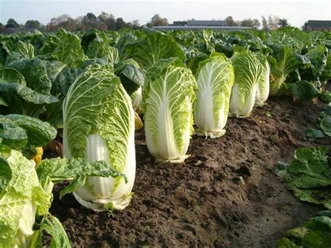 This is article about benih pertanian sawi morakot 200 biji. Jual 20 Biji Benih Sayur Sawi Putih F1 / Chinese Cabbage ...