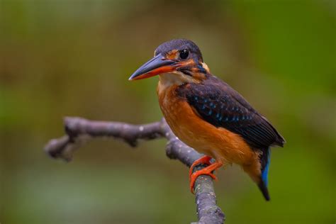 Blue Banded Kingfisher Female Sungei Congkak Ethan Teo Flickr