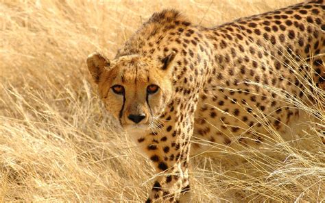 Cute Cheetah Wallpaper (58+ images)