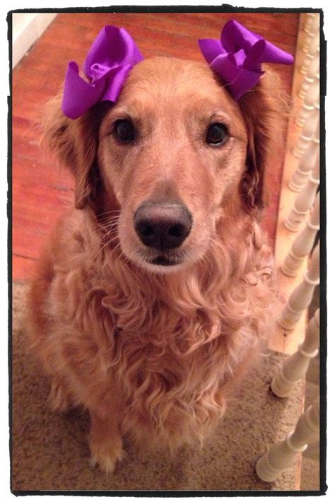 Puppy Pictures With Bows In Hair Who Says Hair Bows Are Just For